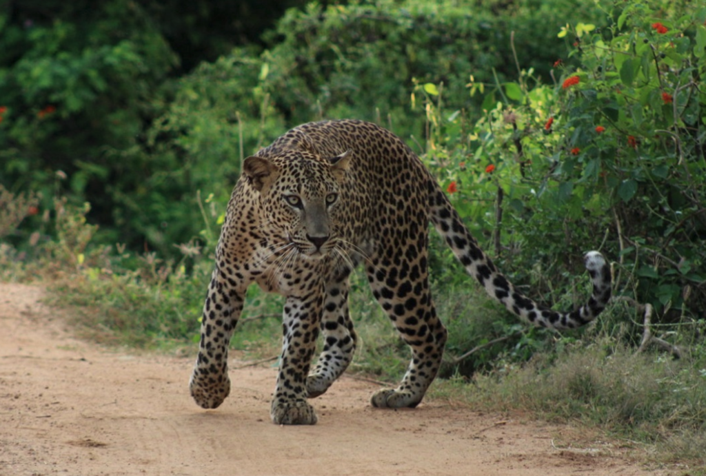 Yala National Park