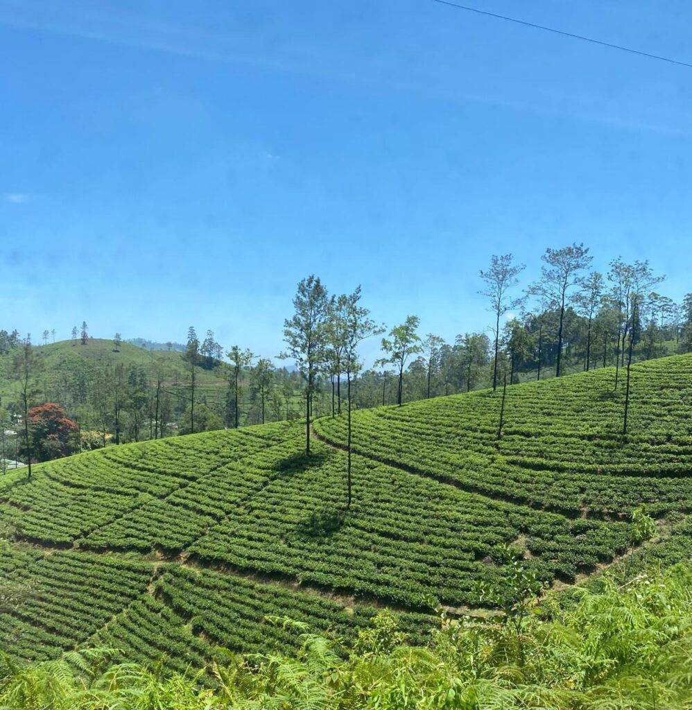 tea plantation