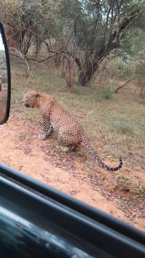 Sri Lanka Leopard