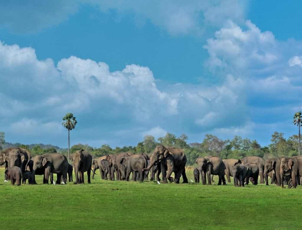 Minneriya National Park