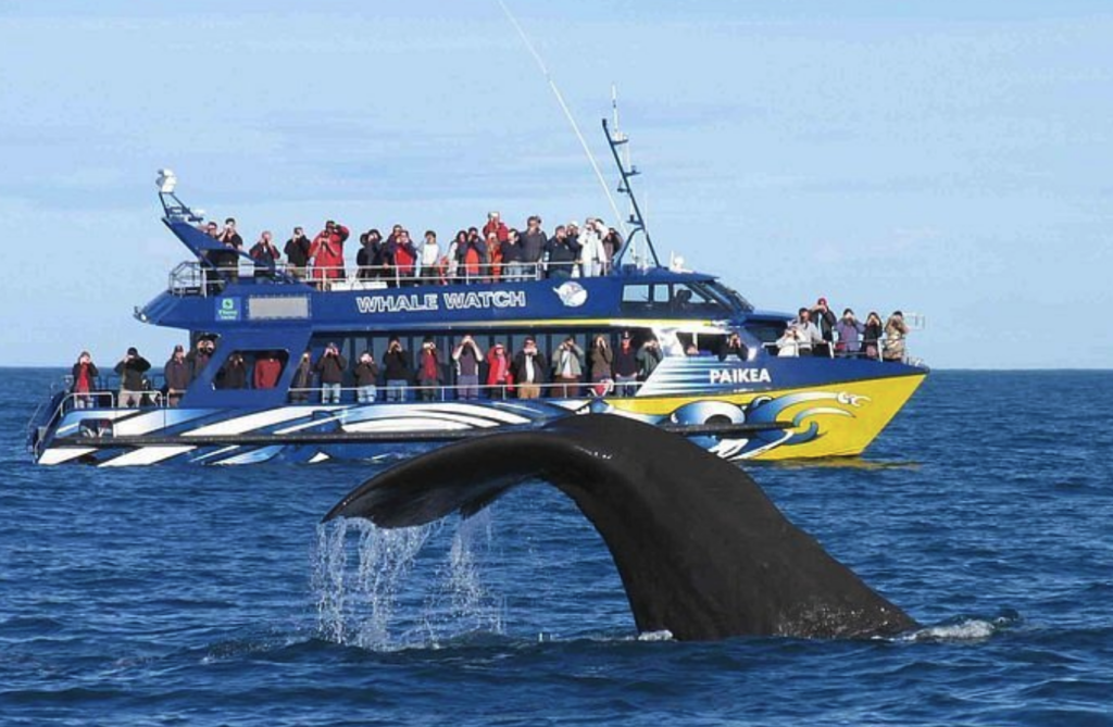Mirissa whale watching