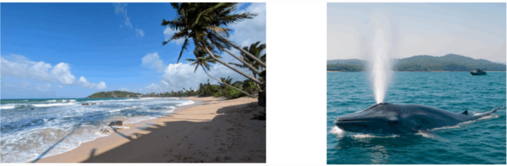 Mirissa: The South’s Top Beach Resort and Whale Watching Hub