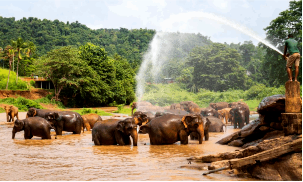 Pinnawala Elephant Orphanage: A Sanctuary of Adorable Rescued Elephants