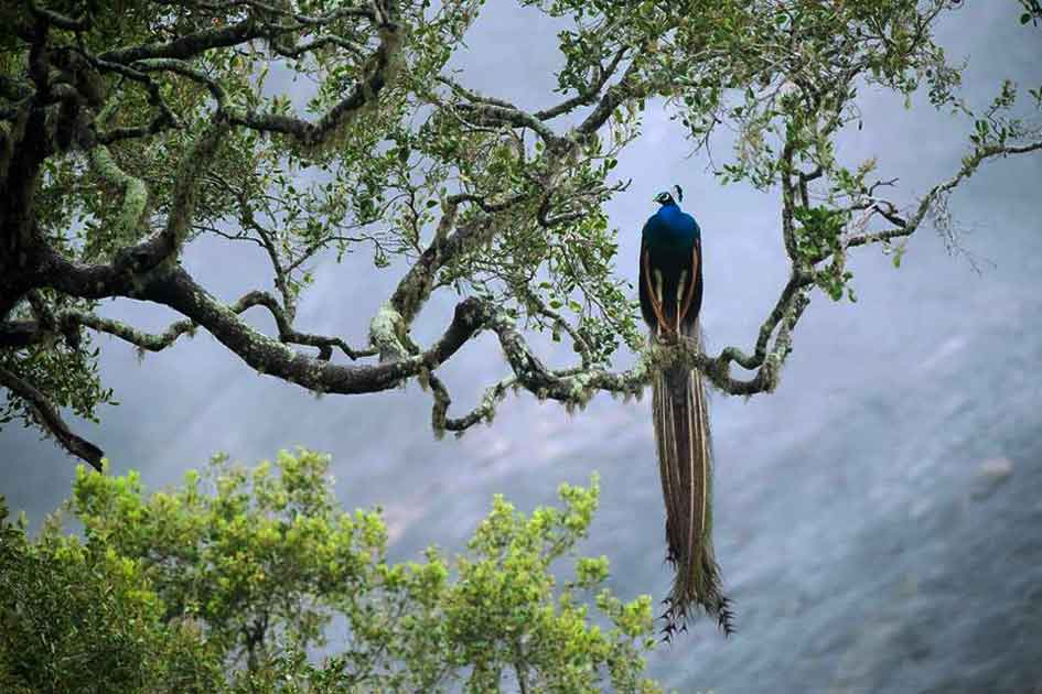 1978年にユネスコの生物圏保護区に指定され、1988年にはユネスコ世界遺産(自然遺産)にも登録されたシンハラジャ森林保護区