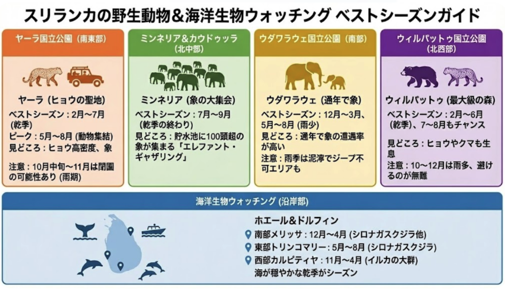 ヤーラ国立公園（南東部）： スリランカで最も人気のサファリスポット。特にヒョウ（スリランカヒョウ）の高密度生息地として知られます。ヤーラは例年2月～7月が乾燥し動物遭遇率が高くなります。中でも5～8月は「ピーク・ワイルドライフシーズン」と呼ばれ、乾ききった水辺に象やシカ、ヒョウが集まる姿が見られます。5～6月は観光客も比較的少なく、静かな環境でゆったり観察できるので狙い目です。逆に10～12月は北東モンスーンによる雨期で、公園内もぬかるみやすくなります。10月中旬～11月にかけては一時的に閉園する場合もあるので、この時期は避けましょう（各年の気候により異なるので事前に要確認）。ヤーラは人気ゆえハイシーズン（特に12～3月と7～8月）はジープ渋滞になることもあります。混雑を避けたいなら5～6月や9月初旬が穴場です。

ミンネリア＆カウドゥッラ国立公園（北中部）： シーギリヤ近郊に位置する公園で、8～9月にかけてのゾウの大集合（エレファント・ギャザリング）が有名です。乾季の終わりにあたるこの時期、水源である貯水池の周りに100頭を超えるアジアゾウの群れが集まる光景は圧巻です。よって観光ベストシーズンは7～9月となります。雨季に入る10月以降はゾウたちも森に散らばってしまうため、このイベント狙いなら乾季後半に訪れましょう。北中部の他の公園（例えばワスガムワ国立公園など）も同様に乾季が動物観察しやすいです。

ウダワラウェ国立公園（南部）： 通年ゾウの遭遇率が高いことで知られますが、こちらも12～3月と5～8月の降雨が少ない時期がベターです。アクセスしやすいので雨季でも運が良ければ見られますが、泥濘になるとジープが入れないエリアもあります。

ウィルパットゥ国立公園（北西部）： スリランカ最大の公園でヒョウやクマの生息でも有名です。2月～6月頃が乾季に当たりベストですが、7～8月もまだまだチャンスがあります。10～12月は降雨が多いので避けるのが無難です。

海洋生物（ホエール＆ドルフィン）： サファリと言えば陸上動物が浮かびますが、スリランカはクジラ・イルカウォッチングも盛んです。南部ミリッサ発のホエールウォッチングは12～4月がシーズンで、世界最大のシロナガスクジラやマッコウクジラに高確率で遭遇できます。一方、東部トリンコマリー発は5～8月がシーズンで、こちらでもシロナガスクジラを見るチャンスがあります。西部カルピティヤでは11～4月にイルカの大群を見ることができます。海洋系もやはり海が穏やかな乾季がシーズンです。