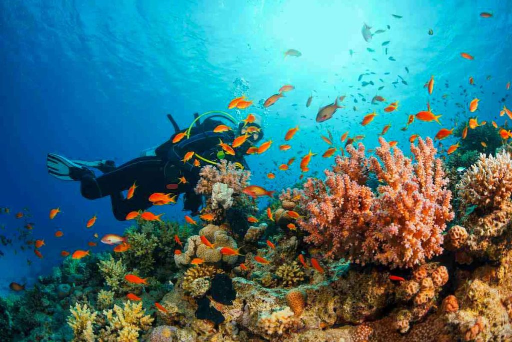 ウェリガマにかけては全長約700mにもおよぶサンゴ礁が発達