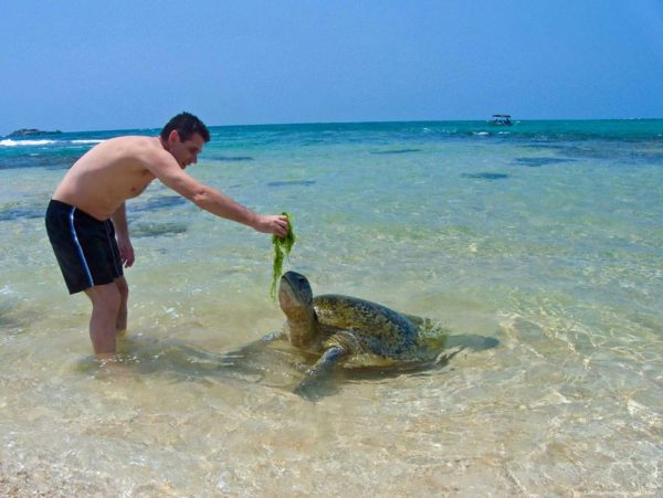 ヒッカドゥワが特別なのは、浜辺で野生のウミガメに出会える体験