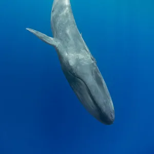 ピグミーシロナガスクジラ