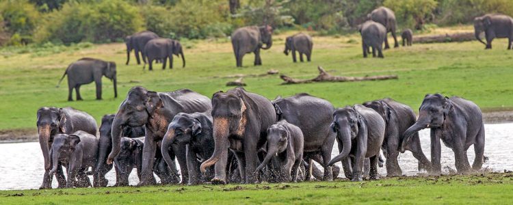 スリランカ中央部のミンネリヤ国立公園