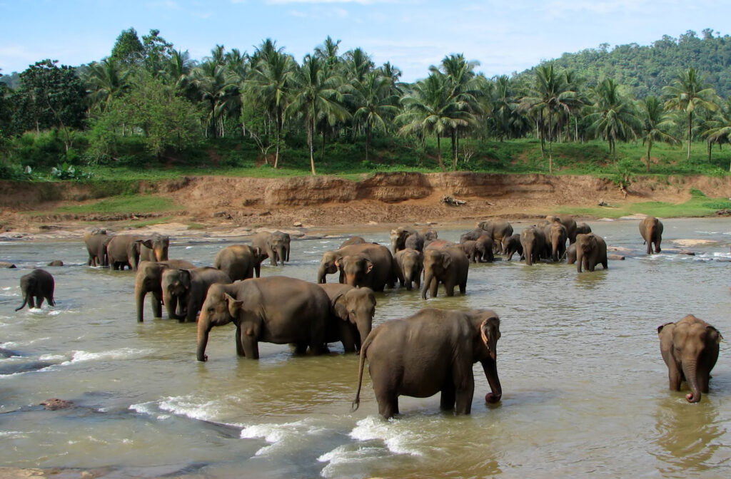 スリランカのピンナワラ象の孤児院(Pinnawala Elephant Orphanage)