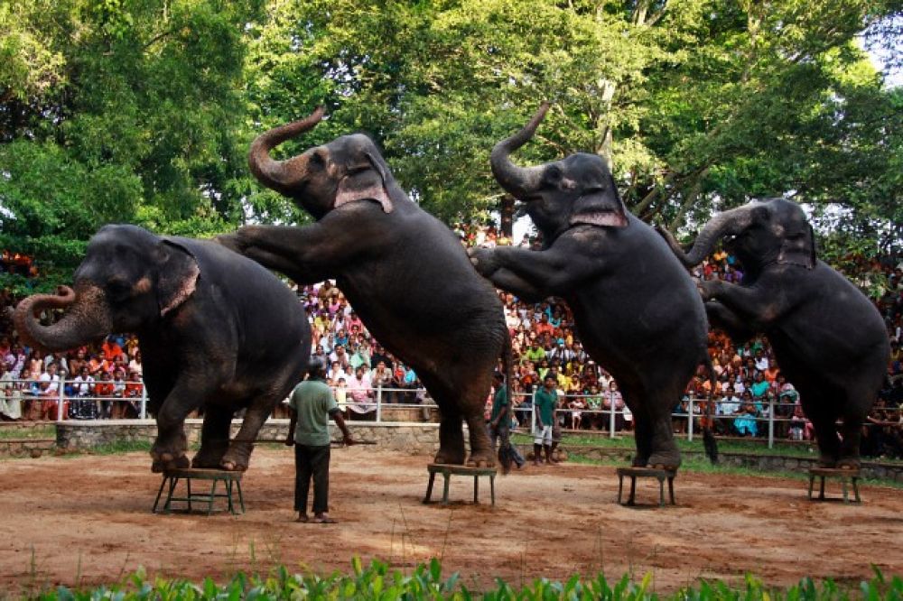スリランカのデヒワラ動物園(正式名称:スリランカ国立動物園)