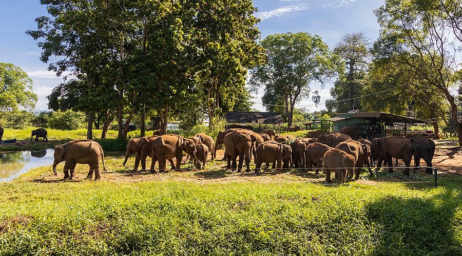 ウダワラウェ国立公園の近くにあるエレファント・トランジット・ホーム(Elephant Transit Home、ETH)