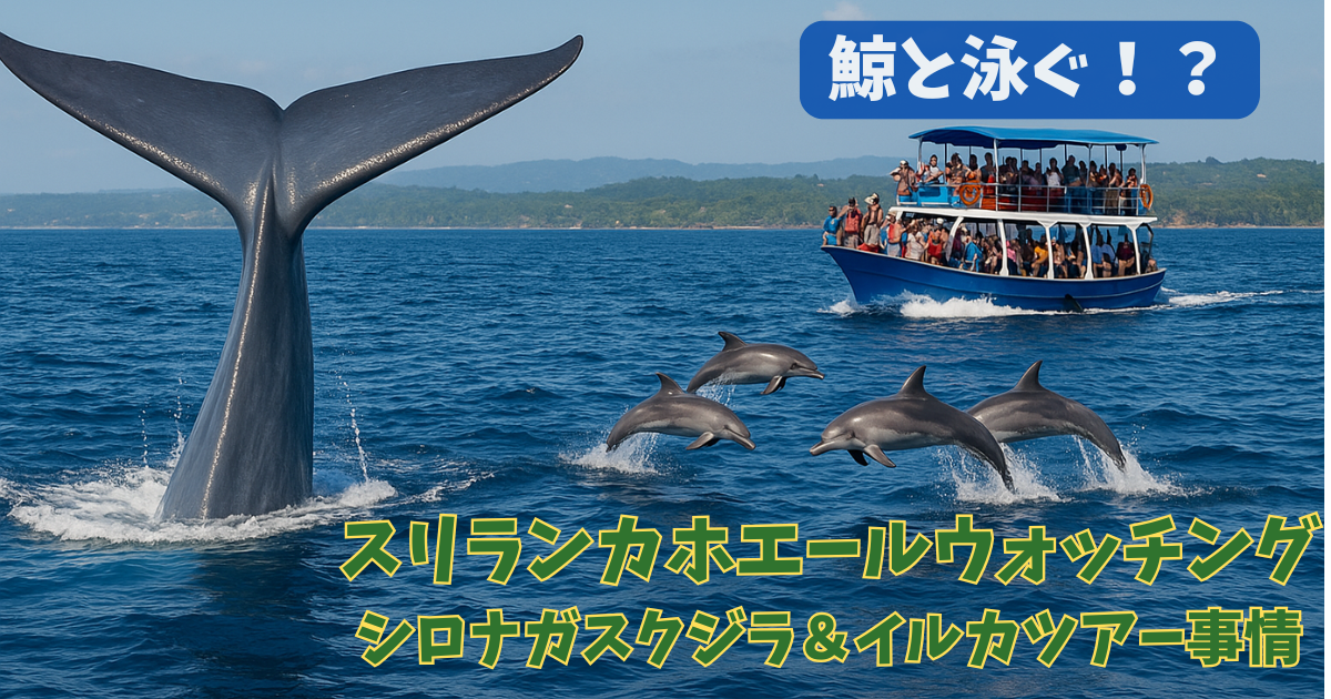 【鯨と泳ぐ！？】スリランカホエールウォッチング完全ガイド！ミリッサやカルピティヤなどエリア情報やシロナガスクジラ＆イルカツアー事情など網羅的に解説